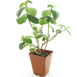 linnen spelen Bron Kamerplanten| MyPalmShop specialist in exotische planten - MyPalmShop