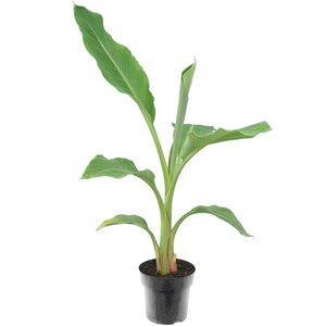Magazijn Alfabet Richtlijnen Bananenplant - MyPalmShop