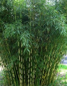 Bewijzen spek Elk jaar Niet woekerende bamboe - MyPalmShop