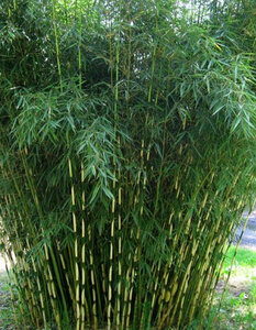 gracht Deuk Appal Niet woekerende bamboe Fargesia Robusta Campbell - MyPalmShop
