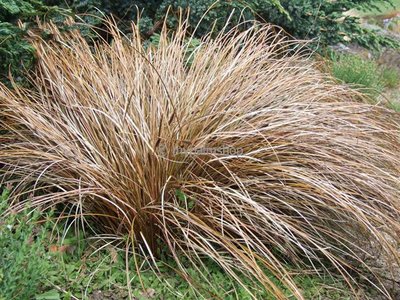 Carex comans Bronze Form - totale hoogte 40-50 cm - pot 2 ltr