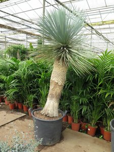 Yucca rostrata fat trunk
