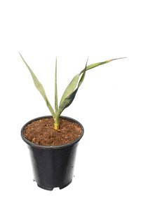 Yucca rupicola - pot 15 cm