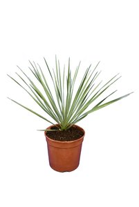 Yucca rostrata - totale hoogte 40-60 cm - pot Ø 20 cm