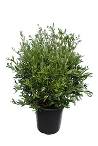 Olea europaea - struik - totale hoogte 90-110 cm - pot Ø 35 cm