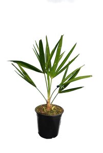 Trachycarpus fortunei - totale hoogte 40-60 cm - pot Ø 15 cm