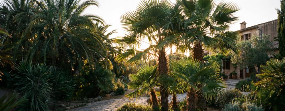 Trachycarpus fortunei Trachycarpus fortunei