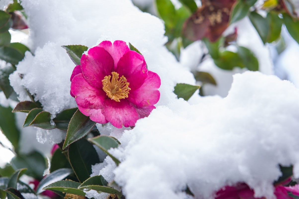 Winterplanten