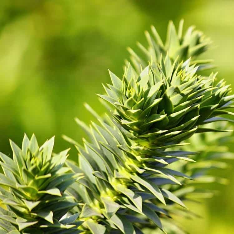 Araucaria
