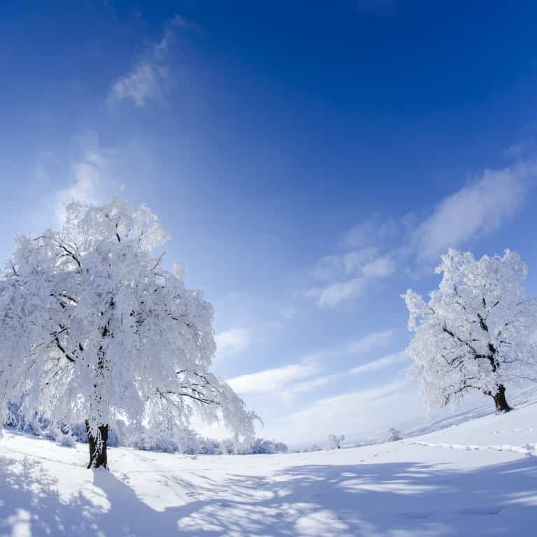 Winterbescherming
