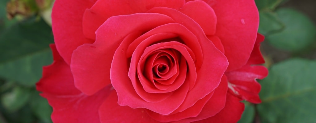Rozen