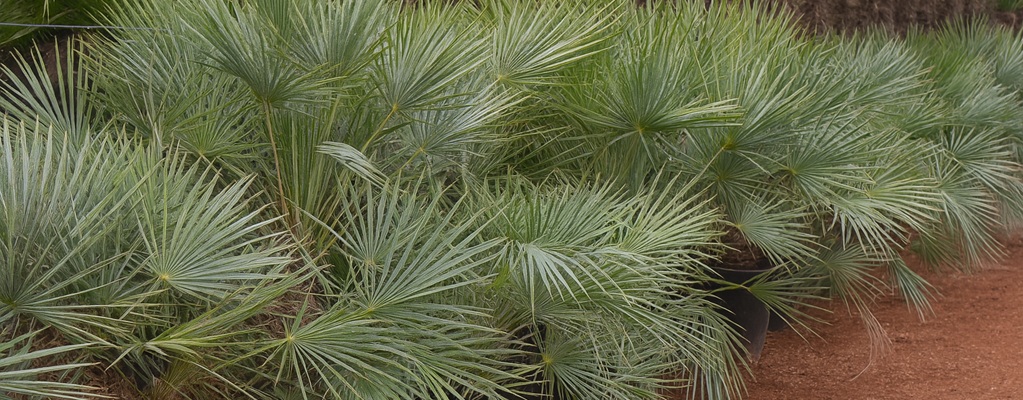 Chamaerops humilis Cerifera
