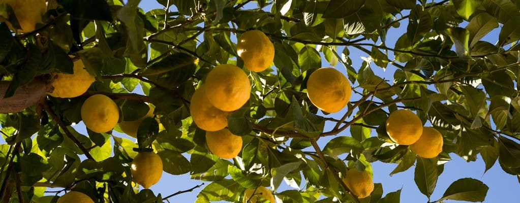 Citrusbomen