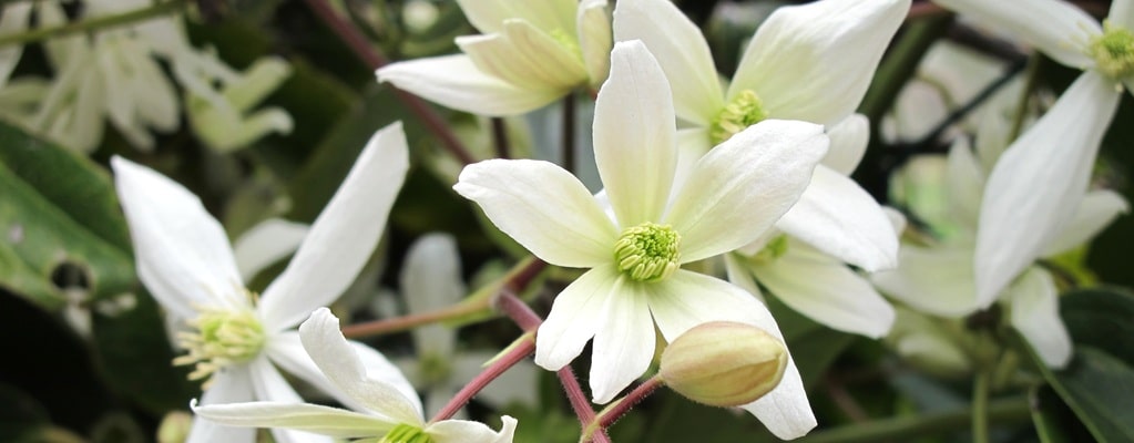 Bloeiende planten