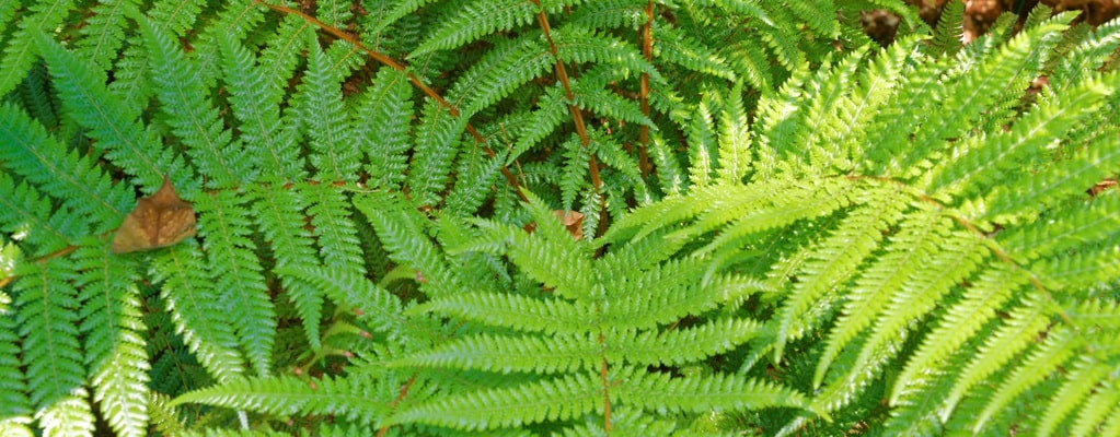 Overige Dicksonia