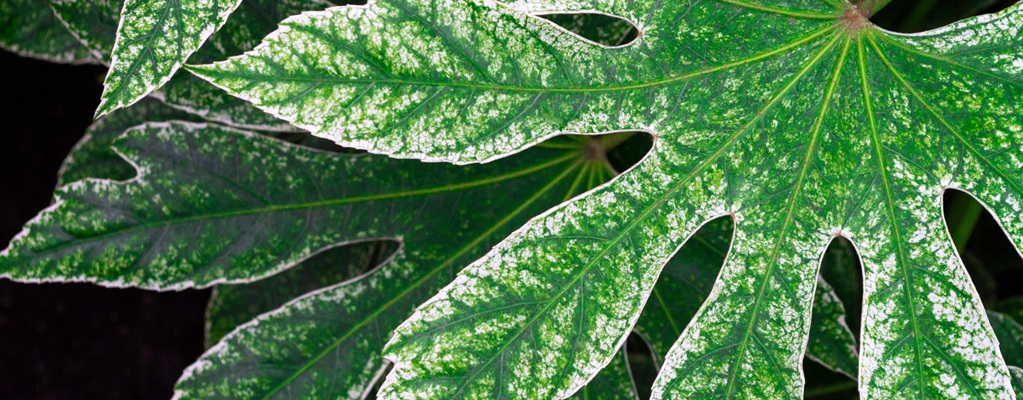 Bladplanten