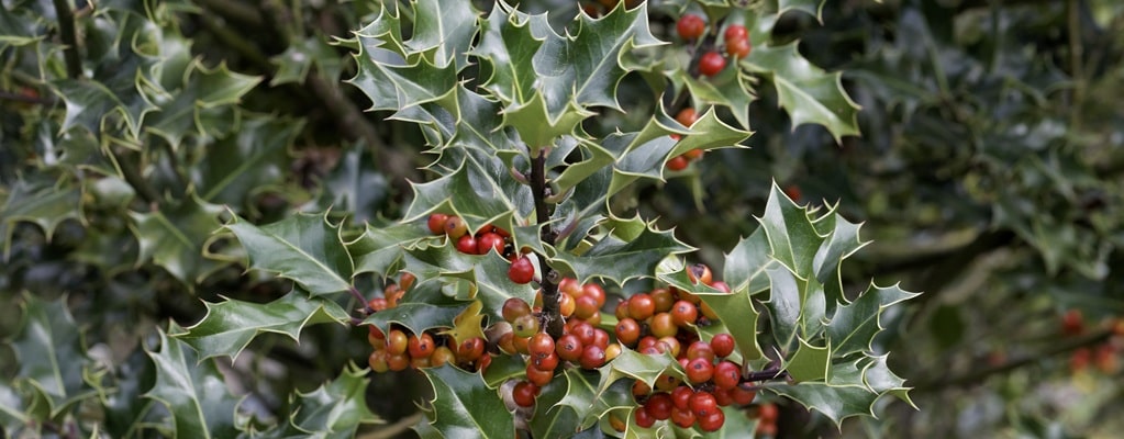 Ilex