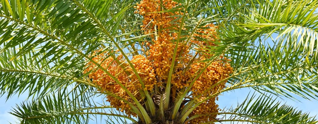 Phoenix - Dadelpalm