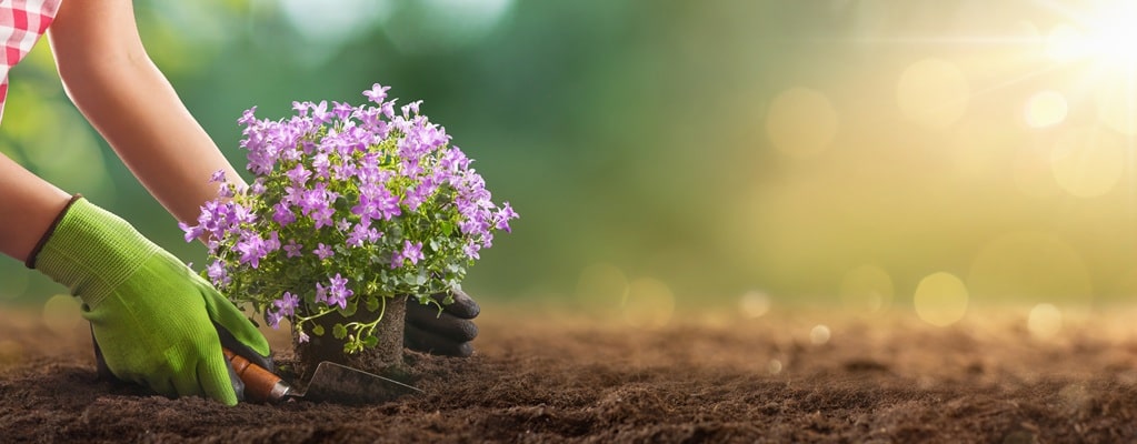 Planten accessoires