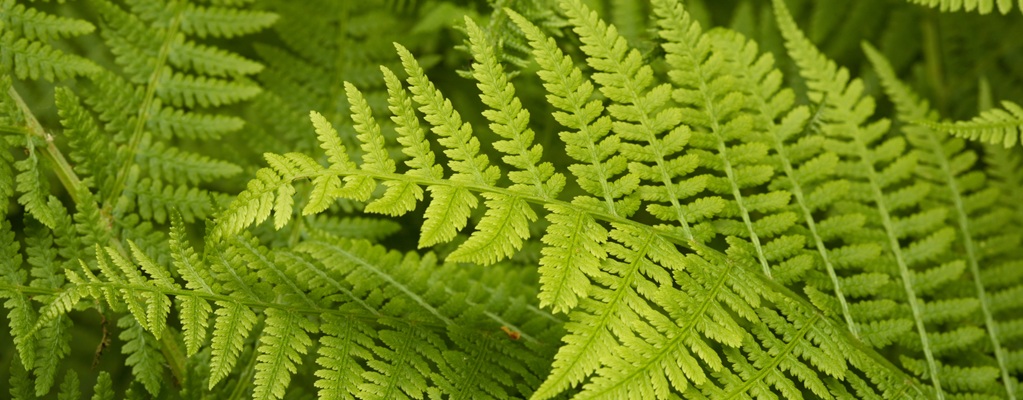 Schaduwplanten voor buiten