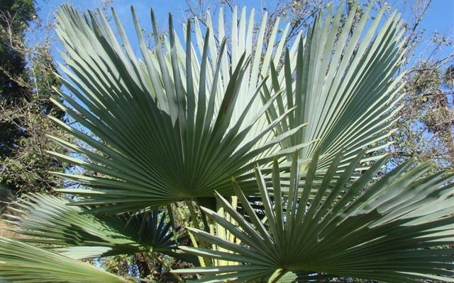 Overige Trachycarpus