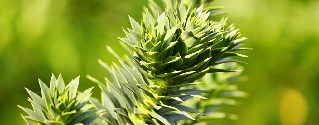 Araucaria