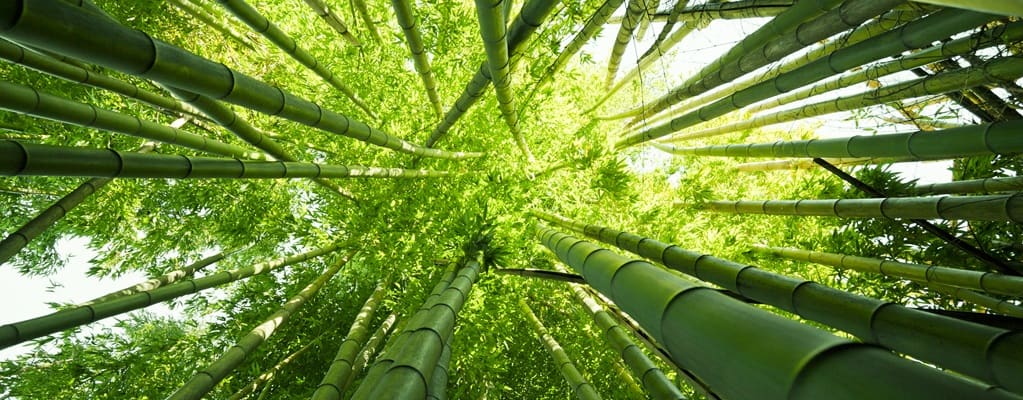 Woekerend bamboe