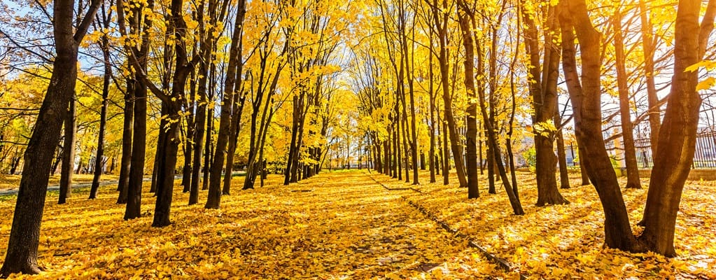 Bomen