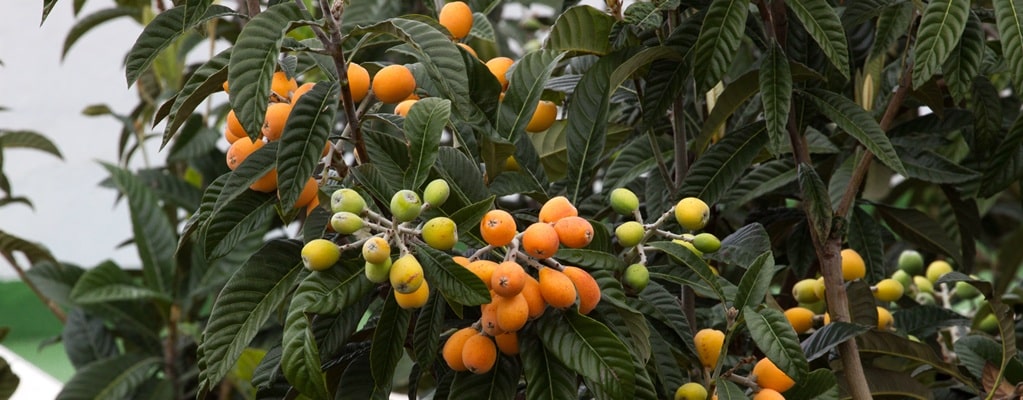 Fruitbomen