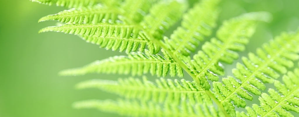Wintergroene varens