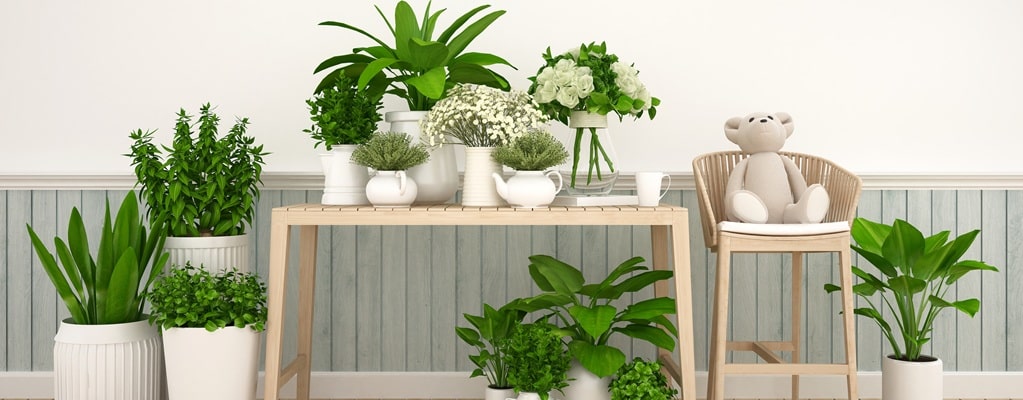 Kamerplanten