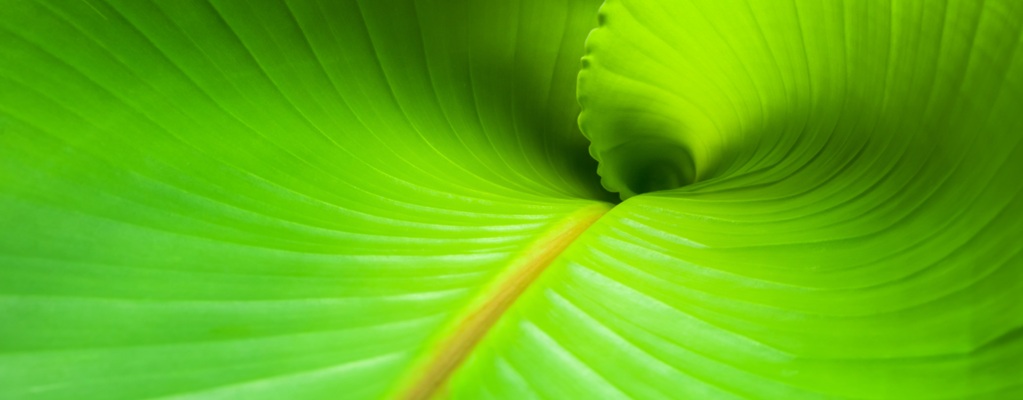 Musa - Bananenplant