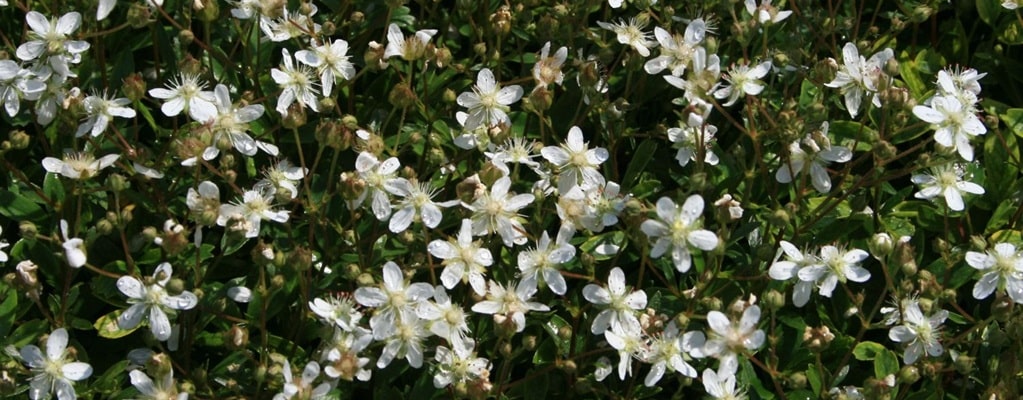 Buxus sempervirens