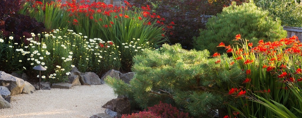 Vaste planten