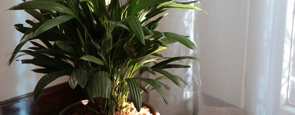 Schaduwplanten voor binnen