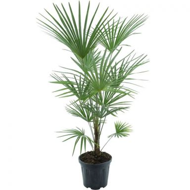 Trachycarpus fortunei Frosty