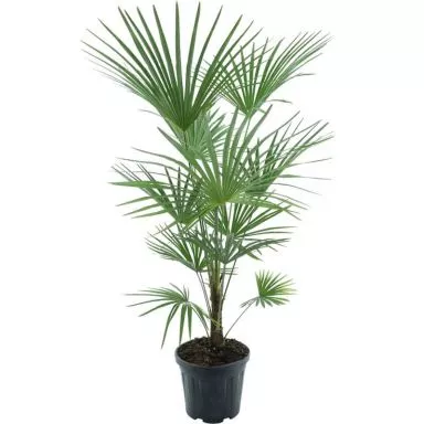10000 - trachycarpus fortunei k-min
