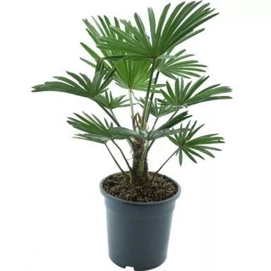 10008 - trachycarpus wagnerianus e k