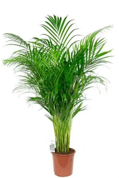 10033 - dypsis lutescens -jpeg