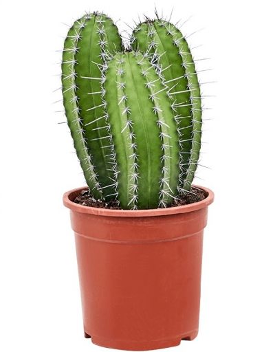 Polaskia chichipe