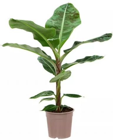 Musa acuminata Dwarf Cavendish 