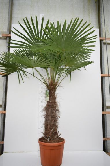 1807 - trachycarpus fortunei trunk 110 en trunk 120 large