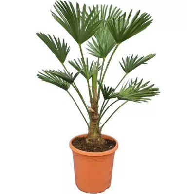 Trachycarpus wagnerianus Frosty