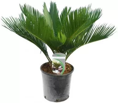 Cycas revoluta