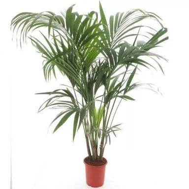 Howea forsteriana