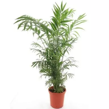 Chamaedorea elegans
