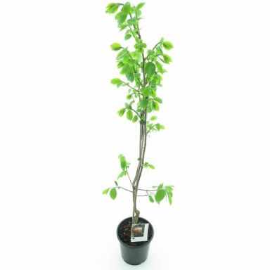 Diospyros kaki Nikita's Gift