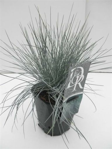 Festuca glauca Elijah Blue - set van 3