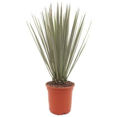 Epipremnum Pinnatum Global Green