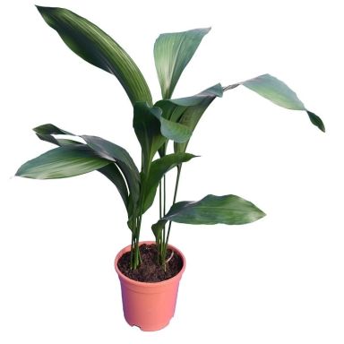 Aspidistra elatior